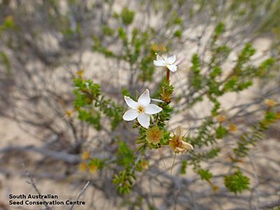 Calytrix involucrata flowers Secret Rocks Nature Reserve